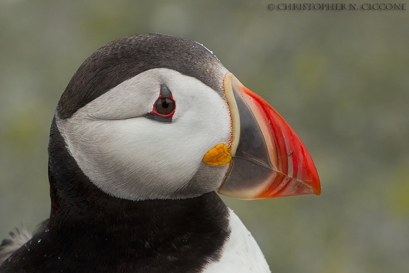 Atlantic Puffin