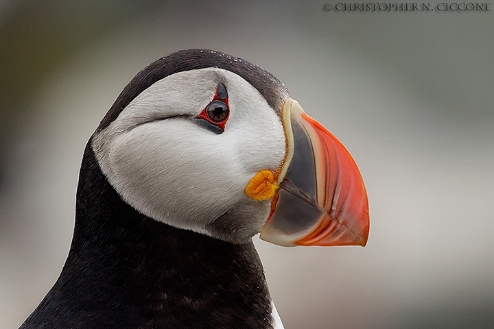 Atlantic Puffin