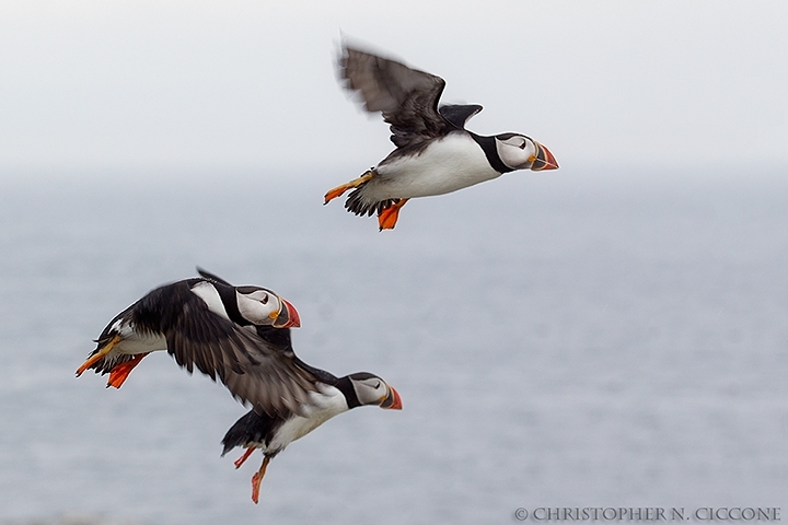 Atlantic Puffin