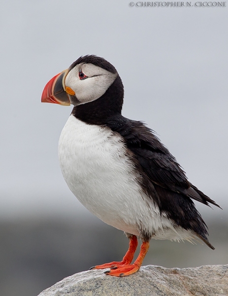 Atlantic Puffin