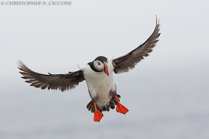 Atlantic Puffin