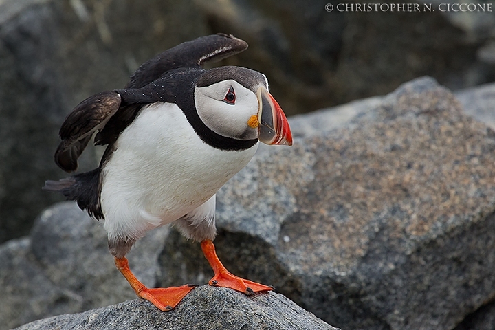 Atlantic Puffin