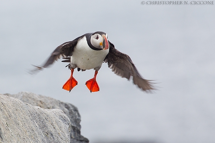 Atlantic Puffin