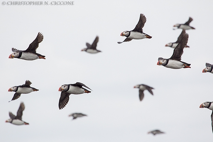 Atlantic Puffin