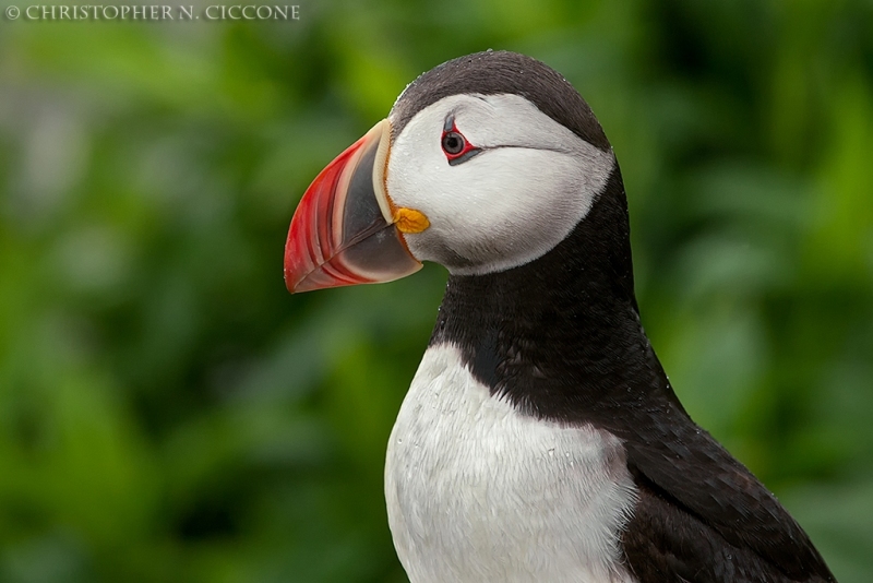 Atlantic Puffin