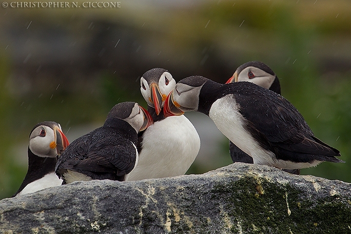 Atlantic Puffin