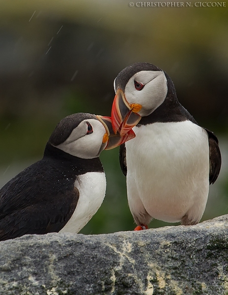 Atlantic Puffin