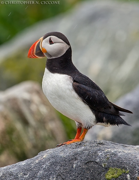 Atlantic Puffin