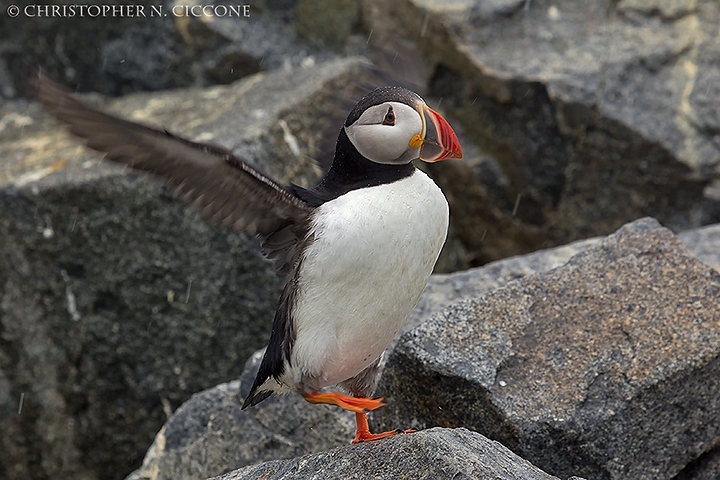 Atlantic Puffin