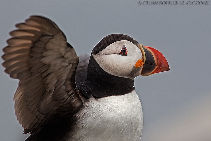 Atlantic Puffin