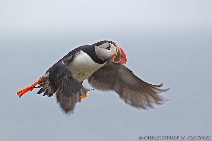 Atlantic Puffin