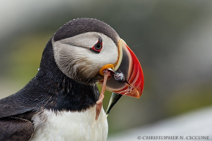 Atlantic Puffin