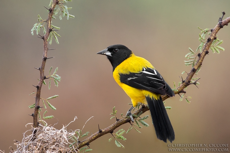 Audubon’s Oriole