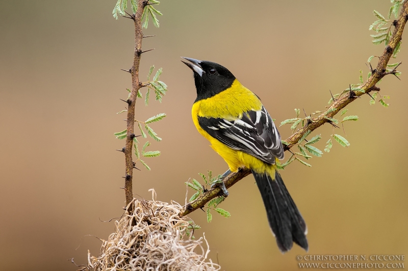 Audubon’s Oriole