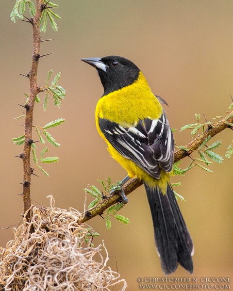 Audubon’s Oriole