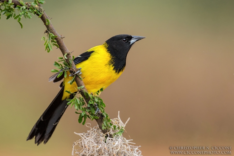 Audubon’s Oriole