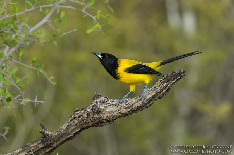 Audubon’s Oriole