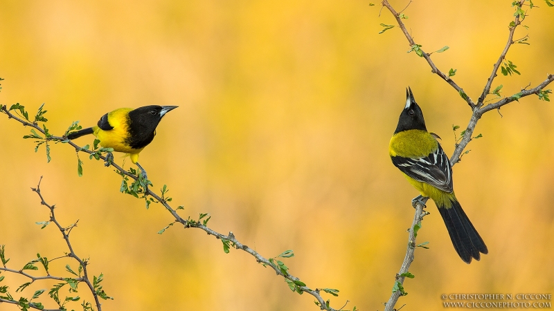 Audubon’s Oriole