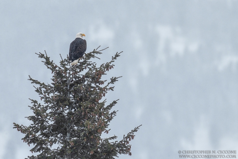 Bald Eagle