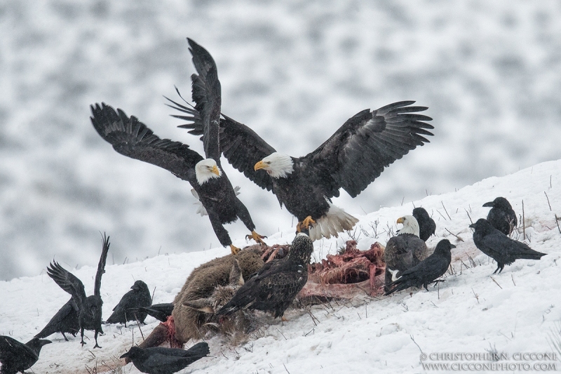 Bald Eagle