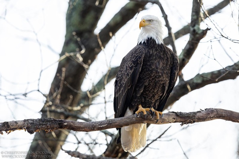 Bald Eagle