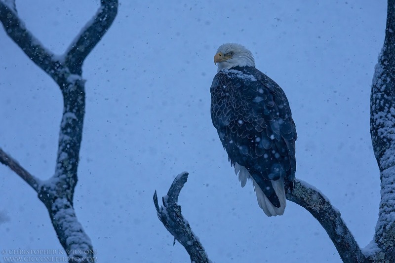 Bald Eagle