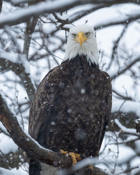 Bald Eagle