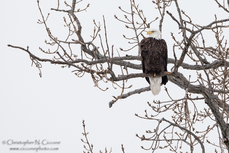 Bald Eagle