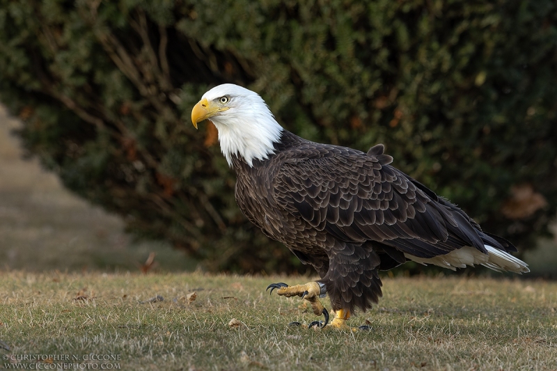 Bald Eagle