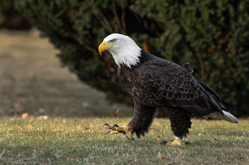 Bald Eagle