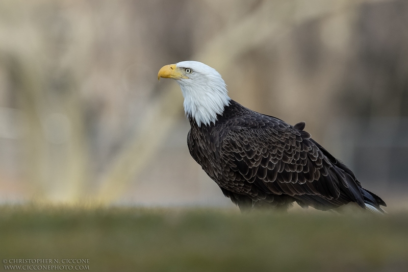 Bald Eagle