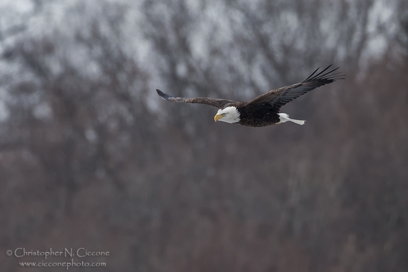 Bald Eagle