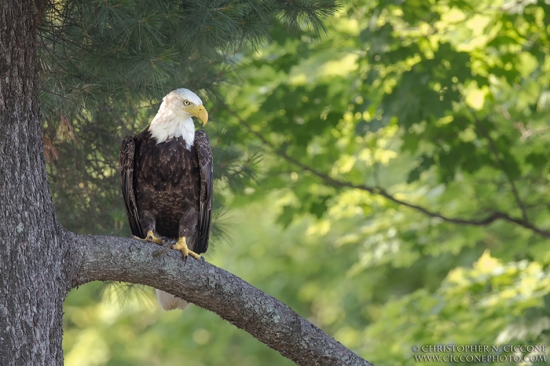 Bald Eagle