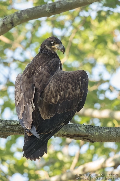 Bald Eagle