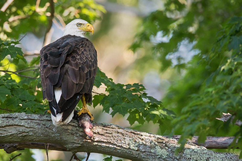 Bald Eagle