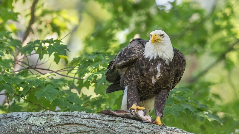 Bald Eagle