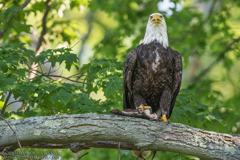 Bald Eagle