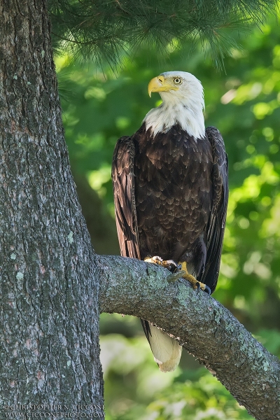 Bald Eagle