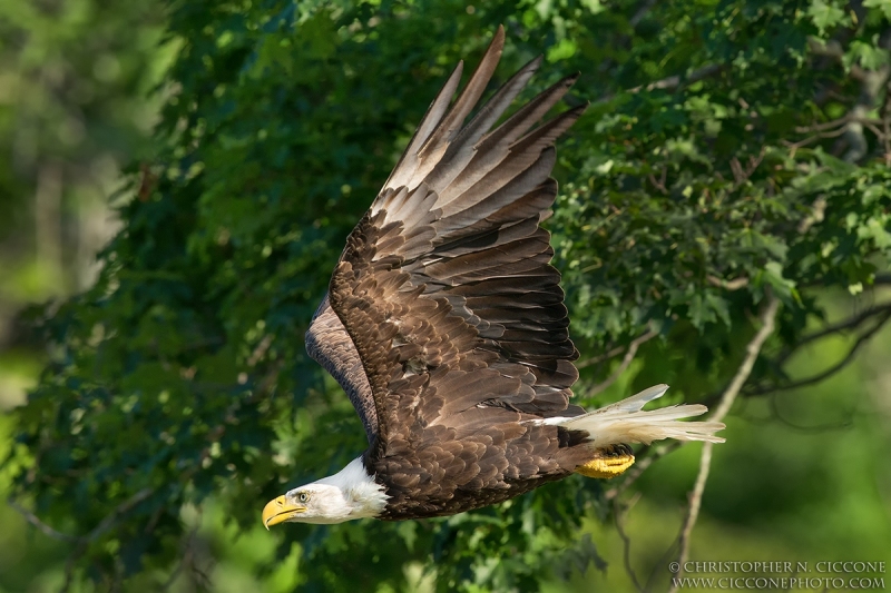 Bald Eagle