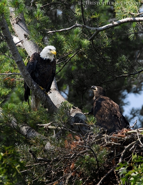 Bald Eagle