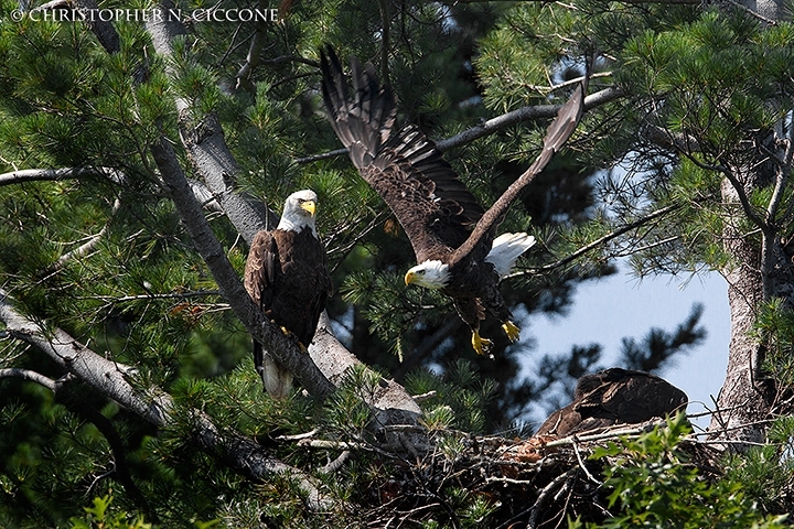 Bald Eagle