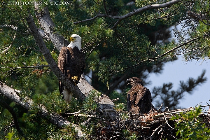 Bald Eagle