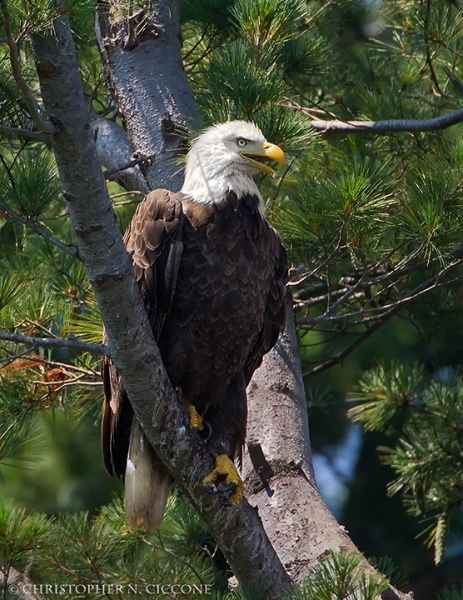 Bald Eagle