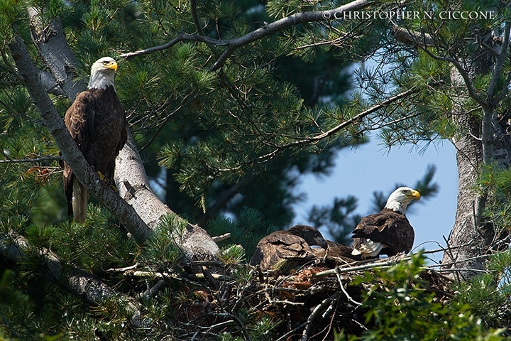 Bald Eagle