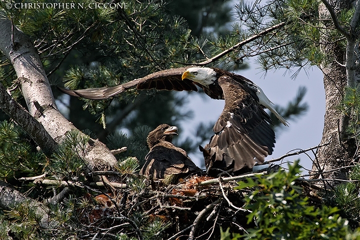 Bald Eagle