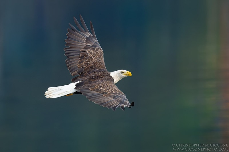 Bald Eagle