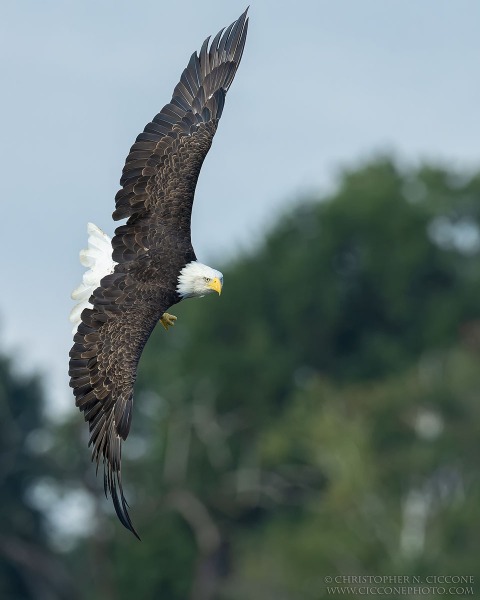 Bald Eagle