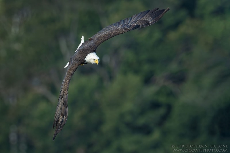 Bald Eagle