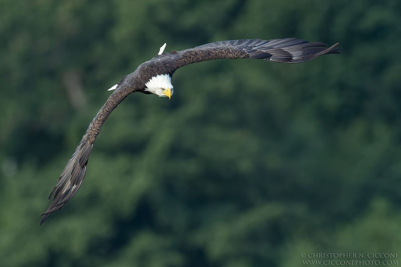 Bald Eagle