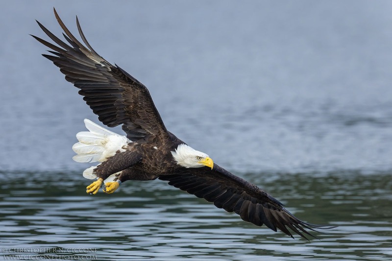 Bald Eagle